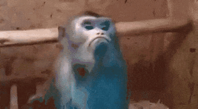 Monkey Unhappy GIF
