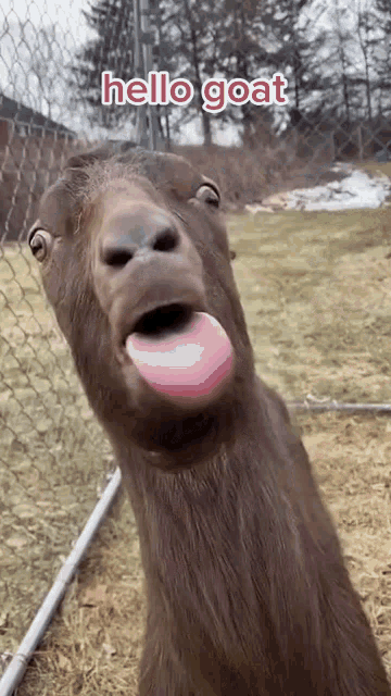 a brown goat sticking its tongue out and says hello goat