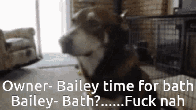 a picture of a dog with the caption " owner bailey time for bath bailey-bath "