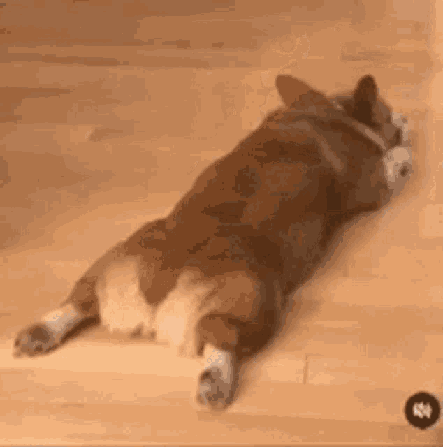 Cute Corgi GIF - Cute Corgi Dog GIFs