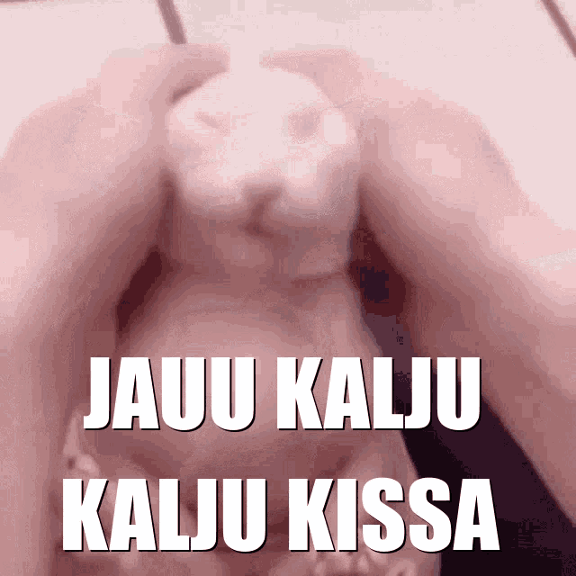 a picture of a cat with the words " jauu kaliu kalju kissa " written on it