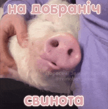 a person is holding a stuffed pig with the words cbuhota written on it