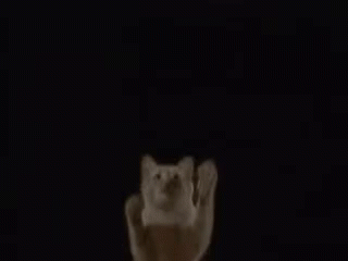 Cat Jump GIF - Cat Jump Reach GIFs