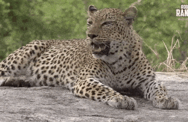 a leopard is laying on top of a rock in the wild .