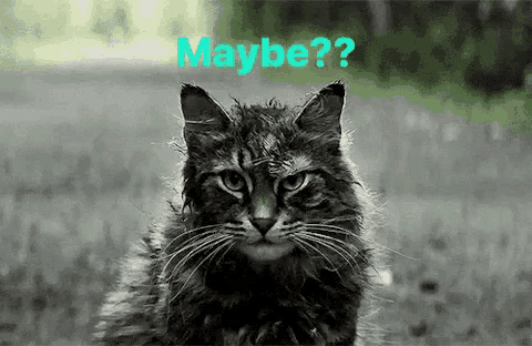 a cat is standing in the grass with the words maybe written above it