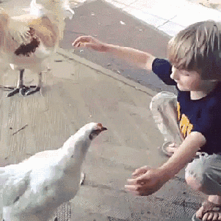 Have You Hugged A Chicken Today? GIF - Hug Chicken Boy GIFs