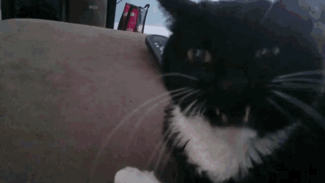 a black and white cat is laying on a brown couch