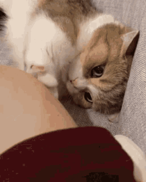 a brown and white cat is laying on a person 's stomach .