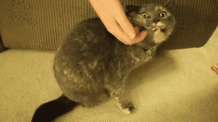 a cat with a surprised look on its face is being petted