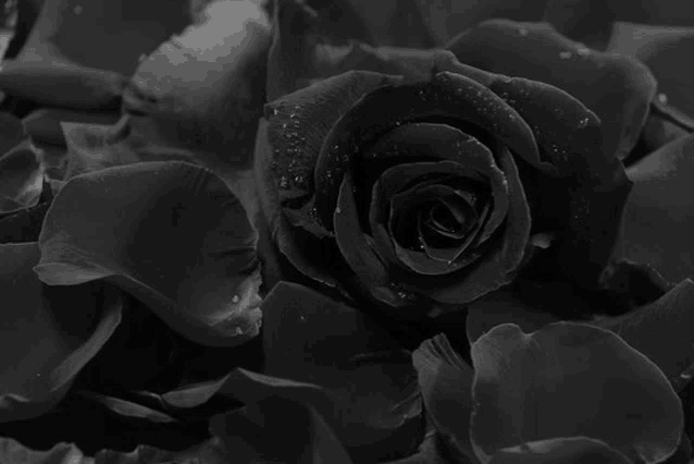 a close up of a black rose with water drops on it 's petals
