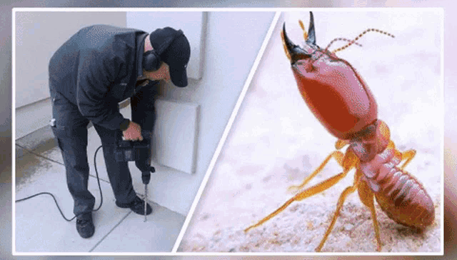Termire Control Pest Control GIF - Termire Control Pest Control Ant Control GIFs