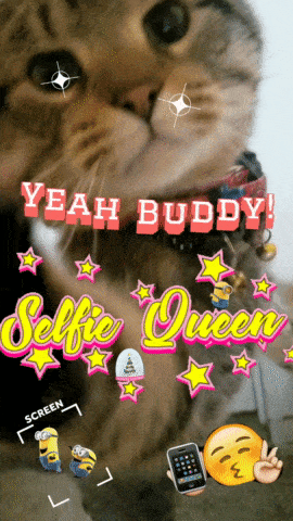 Buddy Yeah Buddy GIF - Buddy Yeah Buddy Cat GIFs