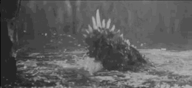 a black and white photo of a dinosaur swimming in the water .