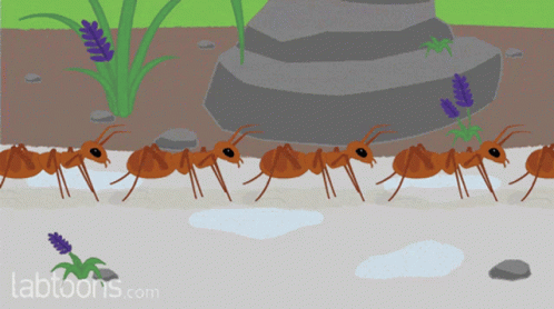 Ants Insects GIF - Ants Insects Group GIFs