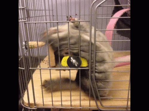 Chinchilla Playing In Cage GIF - Chinchilla Playing In Cage Fun GIFs