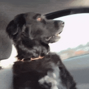 a black dog is sitting in the back seat of a car looking out the window .