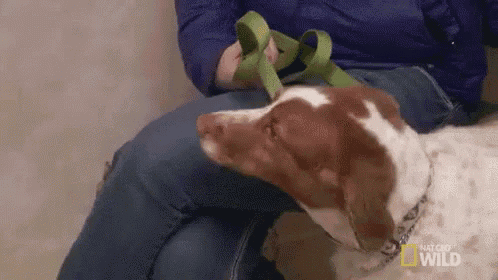 a brown and white dog is sitting on a person 's lap with a green leash on .