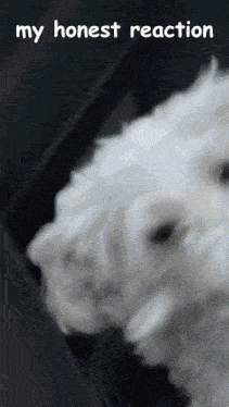 Tubby Dog GIF - Tubby Dog GIFs