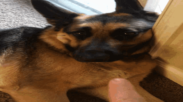a german shepherd dog laying on the floor next to a door
