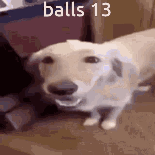 a close up of a dog with the words balls 13 on the bottom