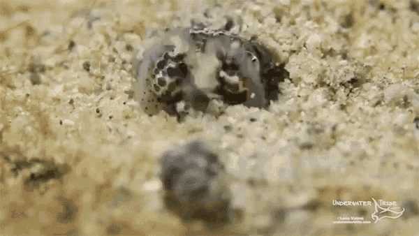 Bobtail Squid Hide GIF - Bobtail Squid Hide Bye GIFs