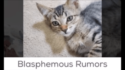 Rumors Cat GIF - Rumors Cat Blasphemous GIFs