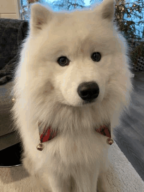 a white dog wearing a red and white plaid bow tie is sitting on a couch .