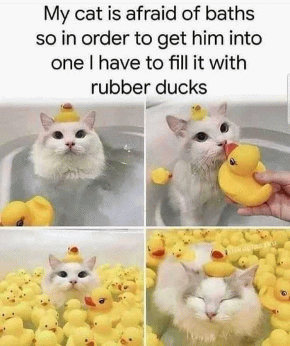 Cat Rubber Duck GIF - Cat Rubber Duck Cute GIFs