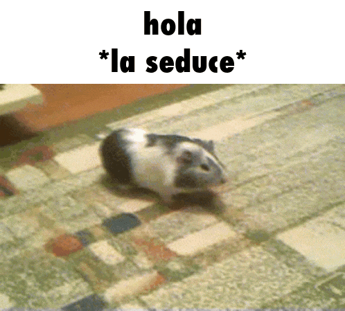 a guinea pig walking on a rug with the words hola la seduce below it
