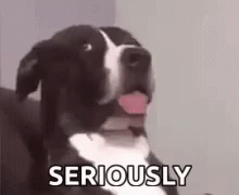 Seriously Dogs GIF - Seriously Dogs Like What GIFs