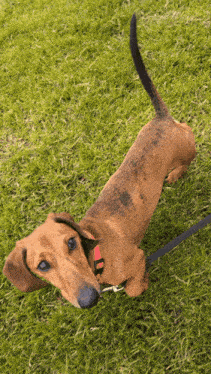 a brown dachshund with a red collar is on a leash