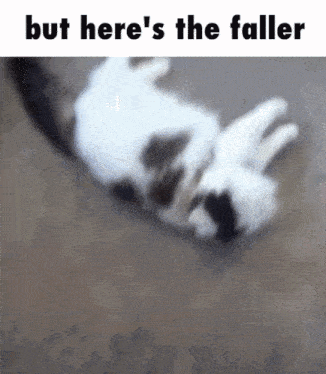 But Here'S The Faller GIF - But Here'S The Faller Cat GIFs