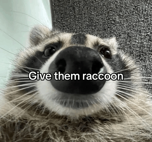 Give Them Raccoon Meme - Give them raccoon - Discover & Share GIFs