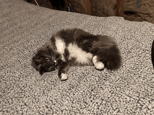 a gray and white cat laying on a blanket