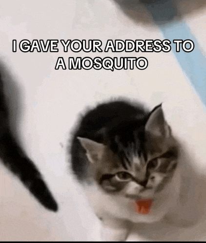 a kitten with a red tongue and the words " i gave your address to a mosquito "