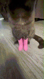 Cat Cat With Boots GIF - Cat Cat With Boots Very Interesting Cat GIFs