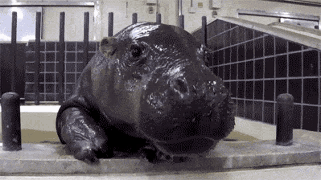 a close up of a hippopotamus in a bathtub looking at the camera