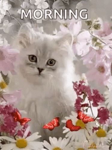 Good Morning Kitten GIF - Good Morning Kitten Cute GIFs