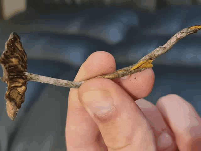 a person is holding a piece of twig with a yellow stripe on it