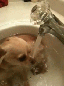 Personal Sauna GIF - Dog Sink Bath GIFs