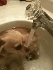 a small dog is drinking water from a faucet in a sink