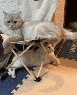 a cat laying on top of a folding chair next to a cat laying on the floor