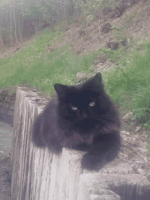 a black cat laying on a tree stump looking at the camera