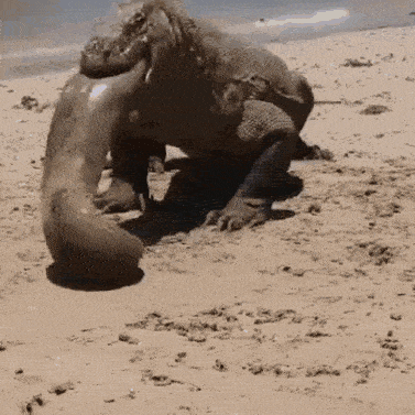 a large lizard is eating another lizard on the beach .