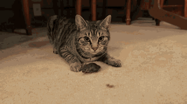 Can Cats Catch Mice Without Front Claws GIF - Can Cats Catch Mice Without Front Claws GIFs