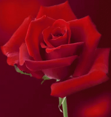 Lovely Flower GIF - Lovely Flower Roses GIFs