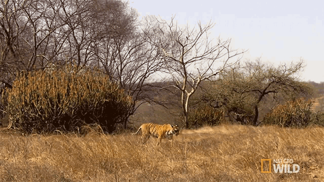 On My Way Tigers Fight For Territory GIF - On My Way Tigers Fight For Territory Tiger GIFs