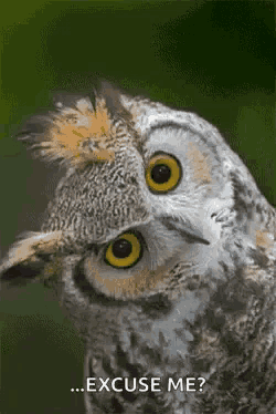 a close up of an owl with the words " excuse me " on the bottom