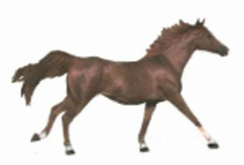 Horse Animated GIF - Horse Animated Gallop GIFs