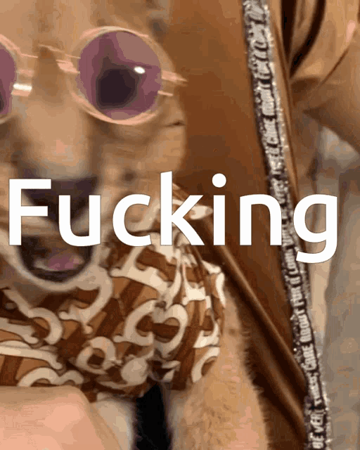a dog wearing sunglasses and a shirt with the word fucking written on it